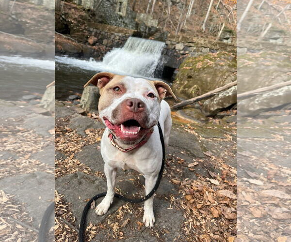 Medium Photo #9 American Staffordshire Terrier-Unknown Mix Puppy For Sale in Rockaway, NJ, USA