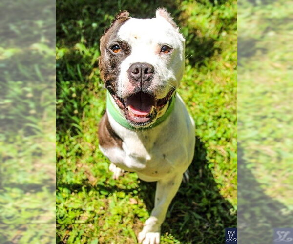 Medium Photo #12 Mutt Puppy For Sale in Lockport, NY, USA