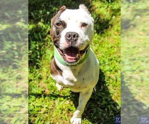 Buddy 2 - Male Mutt Dog for Adoption - Photo #12