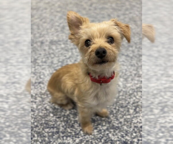 Medium Photo #1 Maltese-Unknown Mix Puppy For Sale in Bemidji, MN, USA