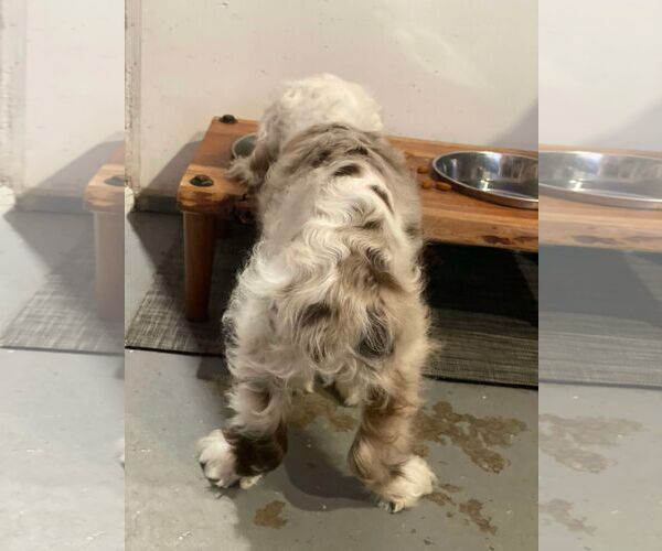 Medium Photo #11 Cocker Spaniel Puppy For Sale in Lewistown, PA, USA