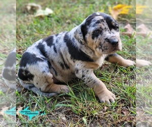 Catahoula Leopard Dog Puppy for sale in MORAN, MI, USA