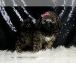 Small #2 Poodle (Miniature)