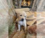 Small Photo #4 Labrador Retriever Puppy For Sale in MARENGO, IL, USA
