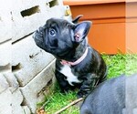 Small Photo #8 French Bulldog Puppy For Sale in ELGIN, IL, USA