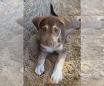 Small #2 Australian Shepherd Mix