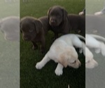 Small #10 Labrador Retriever