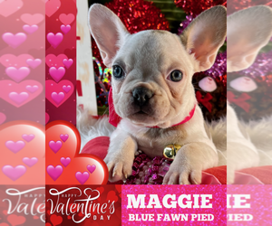French Bulldog Puppy for sale in HEATHROW, FL, USA