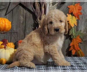Labradoodle-Poodle (Miniature) Mix Puppy for sale in FREDERICKSBG, OH, USA