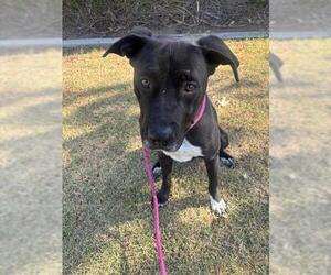 Mutt Dogs for adoption in Riverside, CA, USA