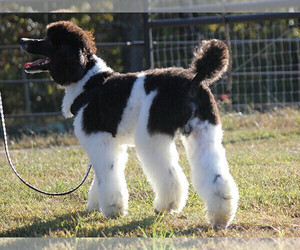 Father of the Sheepadoodle puppies born on 12/15/2022