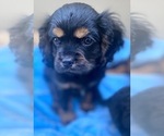 Small Photo #2 Cavalier King Charles Spaniel-Cockalier Mix Puppy For Sale in N HIGHLANDS, CA, USA
