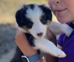 Puppy Puppy 7 Shetland Sheepdog