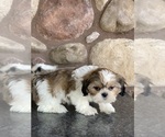 Small Photo #6 Shih Tzu Puppy For Sale in CANOGA, NY, USA