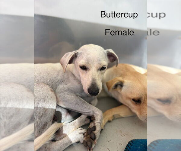 Medium Photo #1 Italian Greyhuahua Puppy For Sale in Studio City, CA, USA