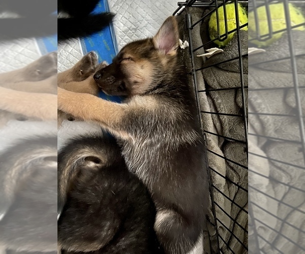 Medium Photo #32 German Shepherd Dog-Siberian Husky Mix Puppy For Sale in LOS GATOS, CA, USA