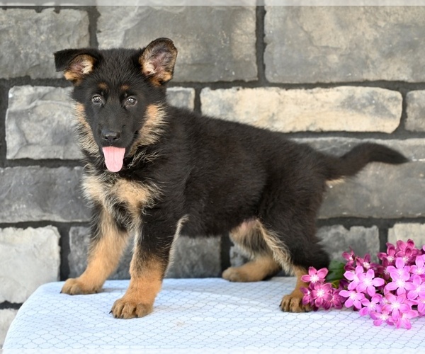 Medium Photo #6 German Shepherd Dog Puppy For Sale in MILLERSBURG, OH, USA