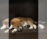 Small Photo #5 Shiba Inu Puppy For Sale in CRYSTAL LAKE, IL, USA