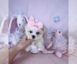 Small #15 Maltese