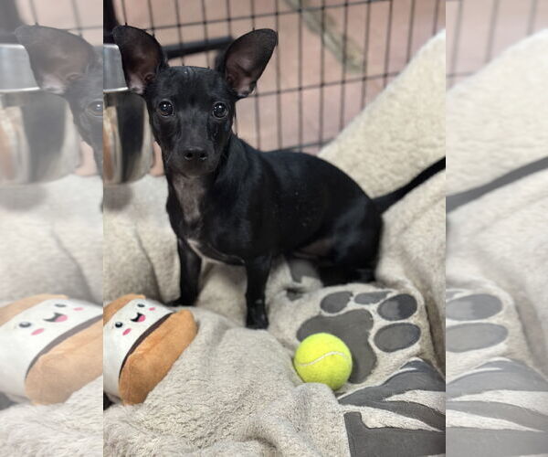 Medium Photo #3 Chiweenie Puppy For Sale in St. Louis Park, MN, USA