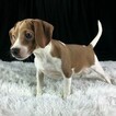 Small Photo #9 Beagle Puppy For Sale in CHATTANOOGA, TN, USA
