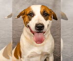 Small American Pit Bull Terrier-American Staffordshire Terrier Mix