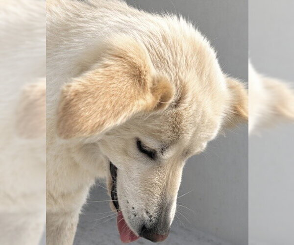 Medium Photo #1 Siberian Husky Puppy For Sale in Houston, TX, USA