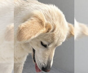 Siberian Husky Dogs for adoption in Houston, TX, USA