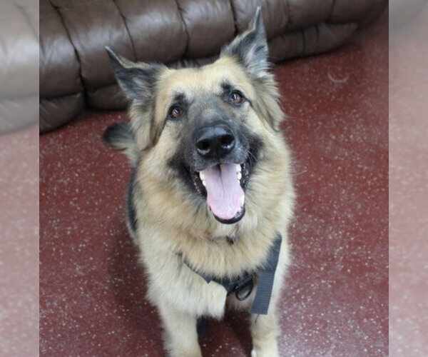 Medium Photo #18 German Shepherd Dog Puppy For Sale in Fargo, ND, USA