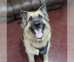 Pippi - Female German Shepherd Dog Dog for Adoption - Photo #18