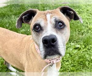 Boxer Dogs for adoption in Pueblo, CO, USA