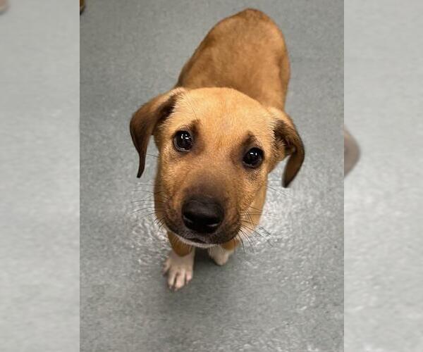 Medium Photo #1 Black Mouth Cur-Pointer Mix Puppy For Sale in Baytown, TX, USA