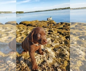 Labrador Retriever Puppy for sale in JOSHUA, TX, USA