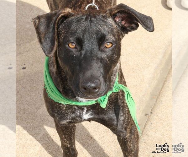 Medium Photo #2 Labrador Retriever-Unknown Mix Puppy For Sale in Washington, DC, USA