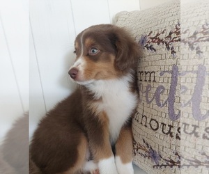 Miniature Australian Shepherd Puppy for sale in RIVERVIEW, FL, USA