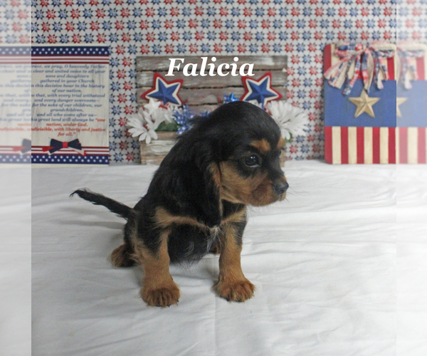 Medium Photo #14 Cavalier King Charles Spaniel Puppy For Sale in CHANUTE, KS, USA
