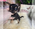Small #3 Chihuahua