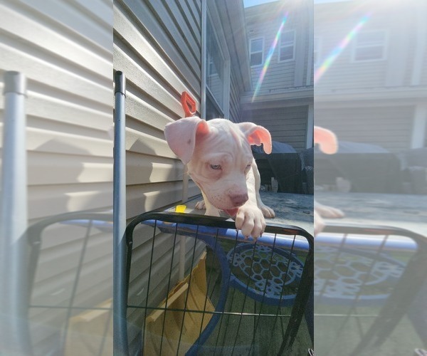 Medium Photo #15 American Bully Puppy For Sale in HARRISBURG, PA, USA