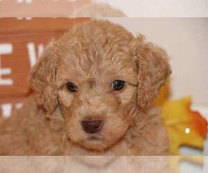 Goldendoodle Puppy for sale in FAIR GROVE, MO, USA