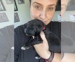 Small Photo #126 Bernedoodle Puppy For Sale in BELMONT, NC, USA