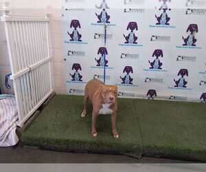 Mutt Dogs for adoption in Orlando, FL, USA