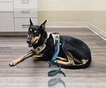 Small #2 Doberman Pinscher Mix