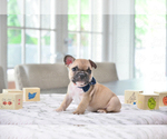 Small Photo #1 French Bulldog Puppy For Sale in FORT LAUDERDALE, FL, USA