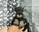 Small Photo #1 Schnauzer (Miniature) Puppy For Sale in WARSAW, IN, USA