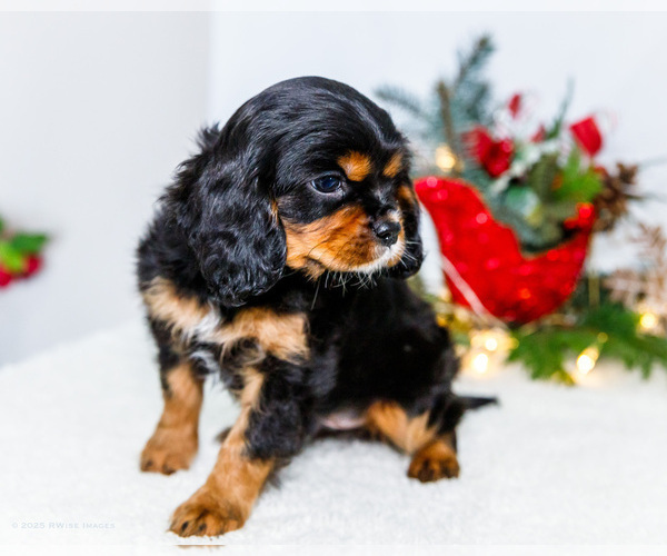 Medium Photo #38 Cavalier King Charles Spaniel Puppy For Sale in WAKARUSA, IN, USA
