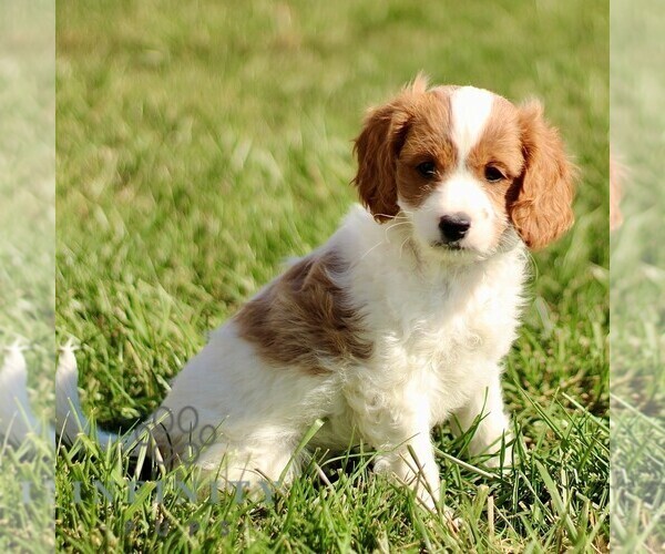 Medium Photo #4 Cavapoo Puppy For Sale in BIRD IN HAND, PA, USA