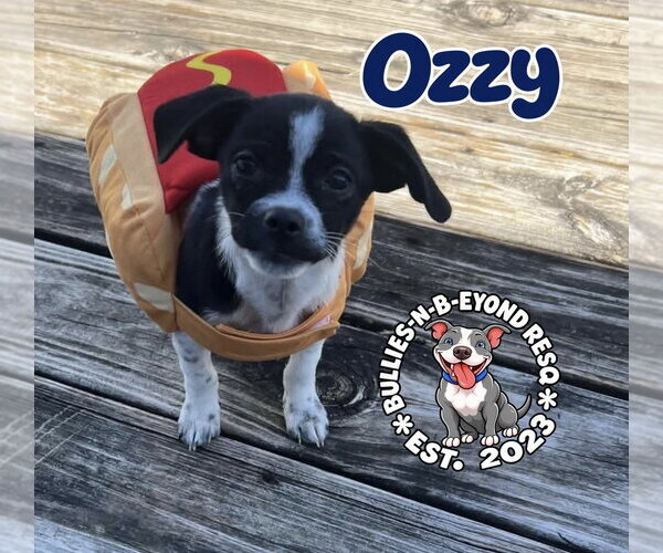 Medium Photo #4 Ratshi Terrier Puppy For Sale in Omaha, NE, USA