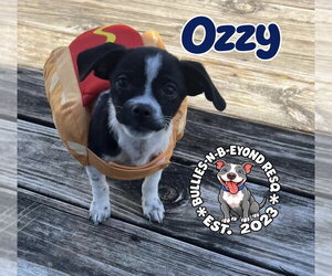 Ozzy - Male Ratshi Terrier Dog for Adoption - Photo #4