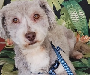Havanese Puppy for sale in WINSTON SALEM, NC, USA
