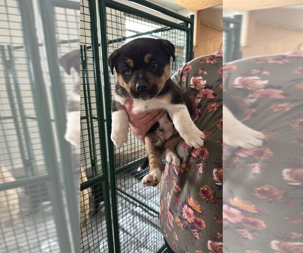 Medium Photo #1 Black Mouth Cur-Unknown Mix Puppy For Sale in Calgary, Alberta, Canada